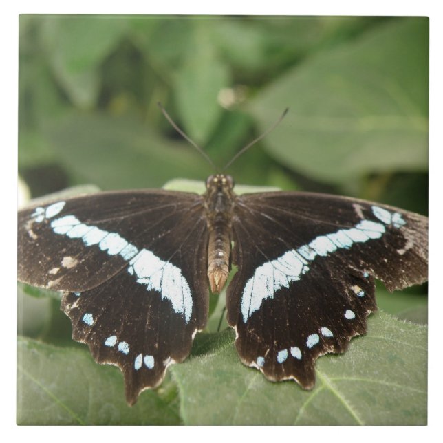 Azulejo de borboleta tropical tropical preto-e-bra (Frente)