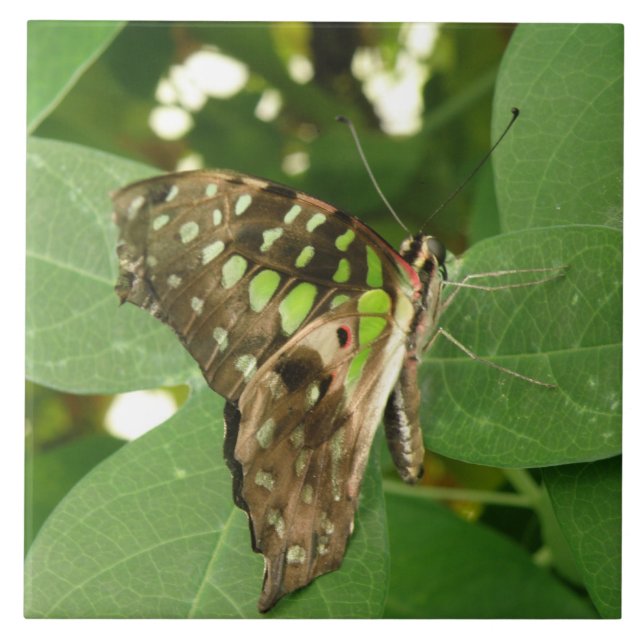 Azulejo de borboleta verde iridescente tropical (Frente)