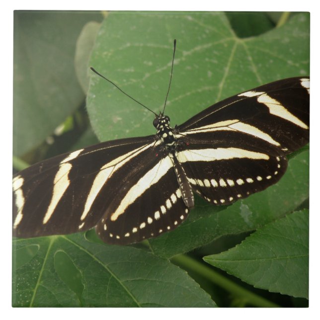 Azulejo de Borboleta Zebra Longwing (Frente)