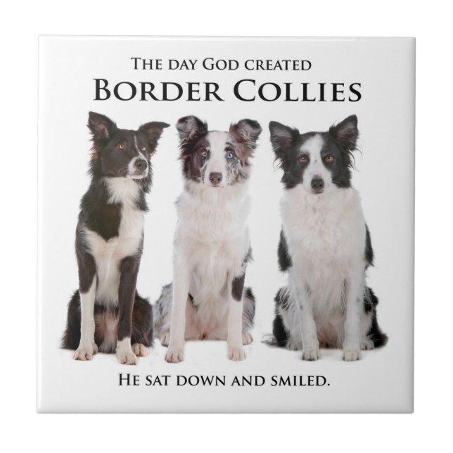 Azulejo de border collie (Frente)