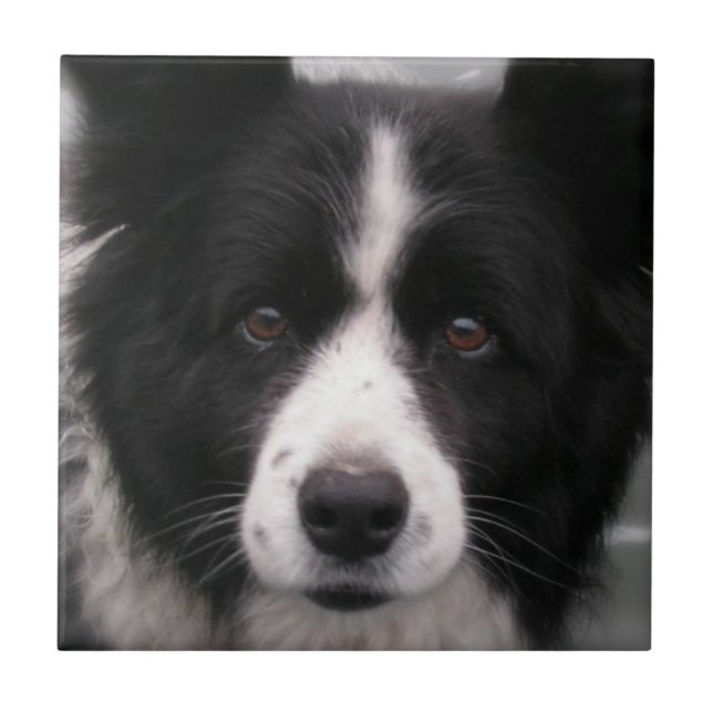 Azulejo de border collie (Frente)