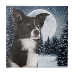 Azulejo de border collie