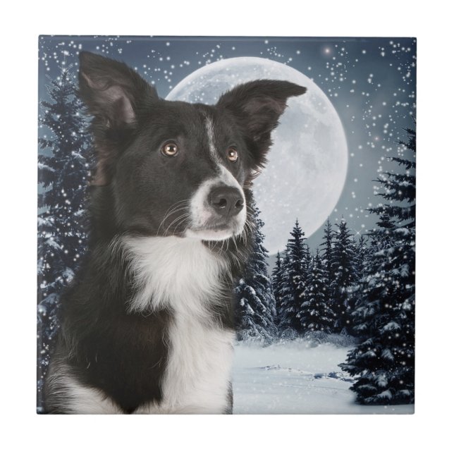 Azulejo de border collie (Frente)