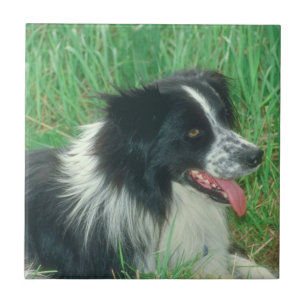 Azulejo de border collie