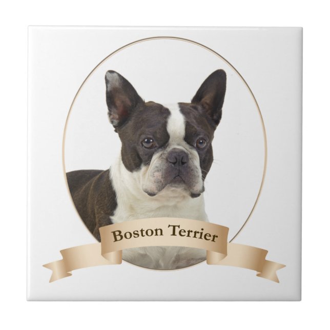 Azulejo de Boston Terrier (Frente)