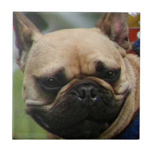 Azulejo de Bulldog Francês