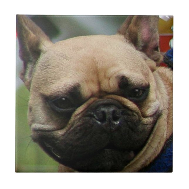 Azulejo de Bulldog Francês (Frente)