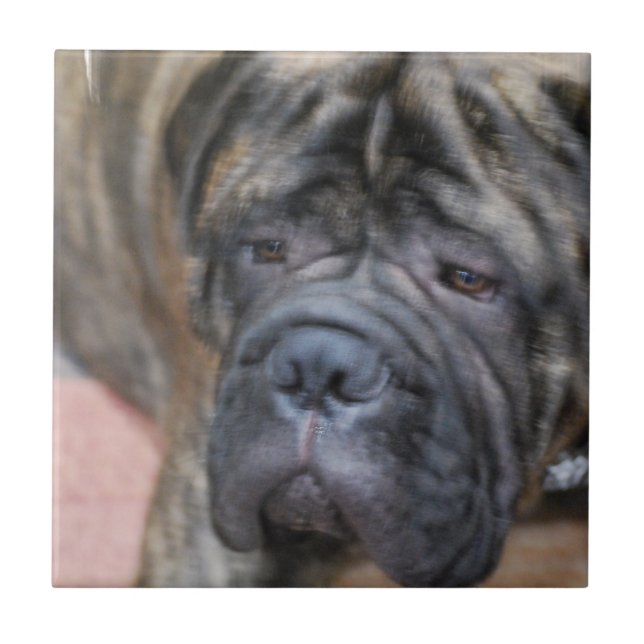 Azulejo de Bullmastiff (Frente)