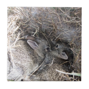 Azulejo de Bunnies Selvagens