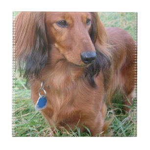 Azulejo de cabelos compridos do Dachshund