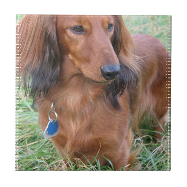 Azulejo de cabelos compridos do Dachshund (Frente)