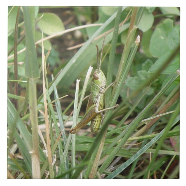Azulejo de Camuflagem de Gafanhotos (Frente)