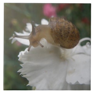 Azulejo de Caracol de Jardim e Cravo Branco