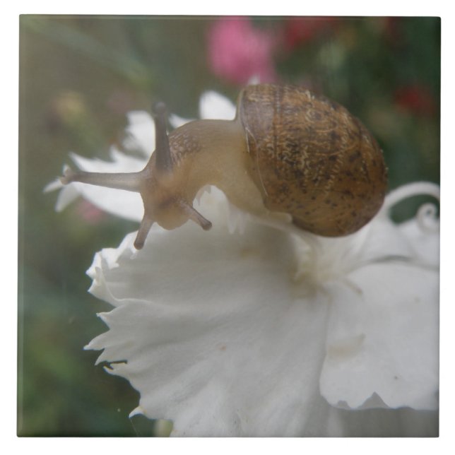 Azulejo de Caracol de Jardim e Cravo Branco (Frente)