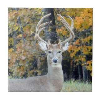 Azulejo de cerâmica Big Buck Antlers