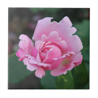 Azulejo de cerâmica Blushing Rosebud