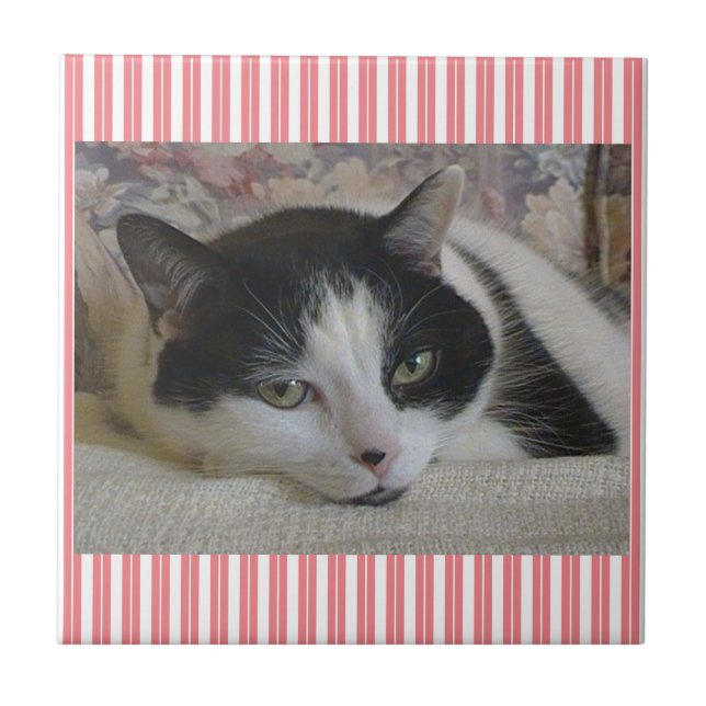 Azulejo de cerâmica com distribuição por gato (Frente)