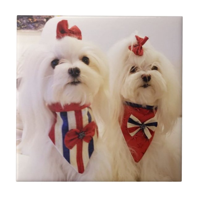 Azulejo de cerâmica com maltês (Frente)