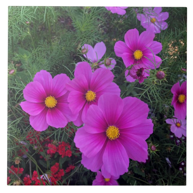 Azulejo de cerâmica das flores de margarida rosa e (Frente)