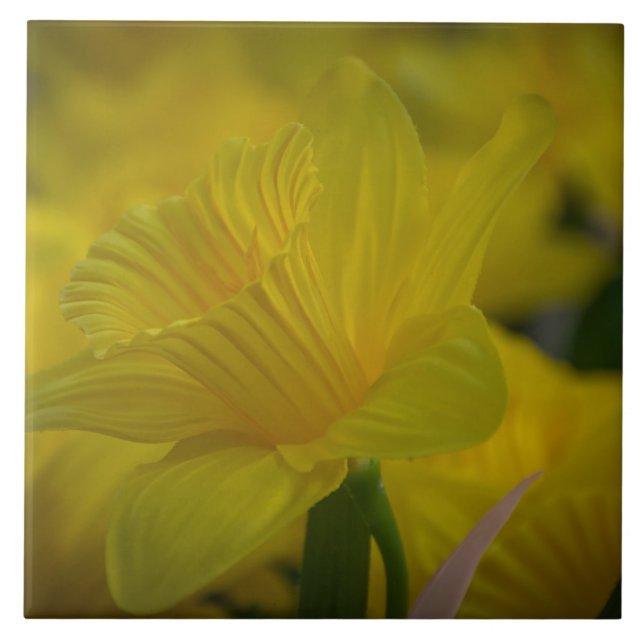 Azulejo de cerâmica de daffodils amarelos (Frente)