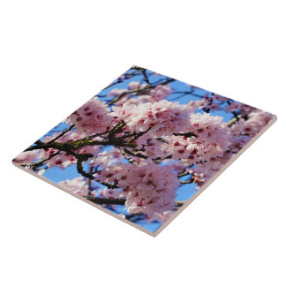 Azulejo de cerâmica de Flor-de-Cereja Rosa
