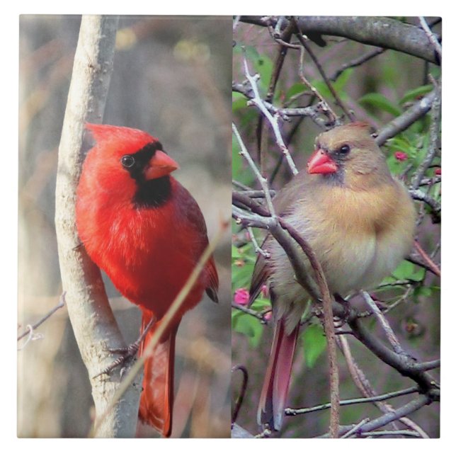Azulejo de cerâmica de Par Cardinal (Frente)