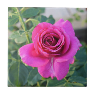 Azulejo de cerâmica de Rosa