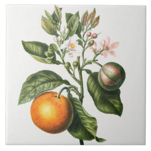 Azulejo de cerâmica de Vintage