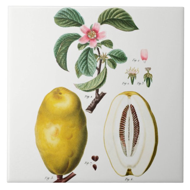 Azulejo de cerâmica de Vintage (Frente)