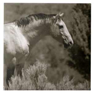  AZULEJO DE CÉRAMICA MUSTANG