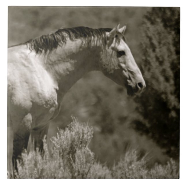  AZULEJO DE CÉRAMICA MUSTANG (Frente)