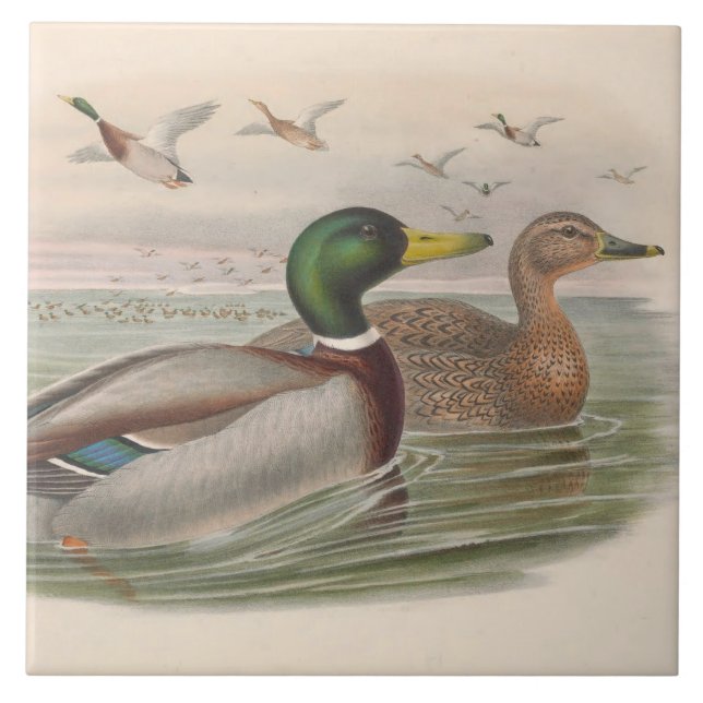 azulejo de cerâmica para decoração de patos legal (Frente)