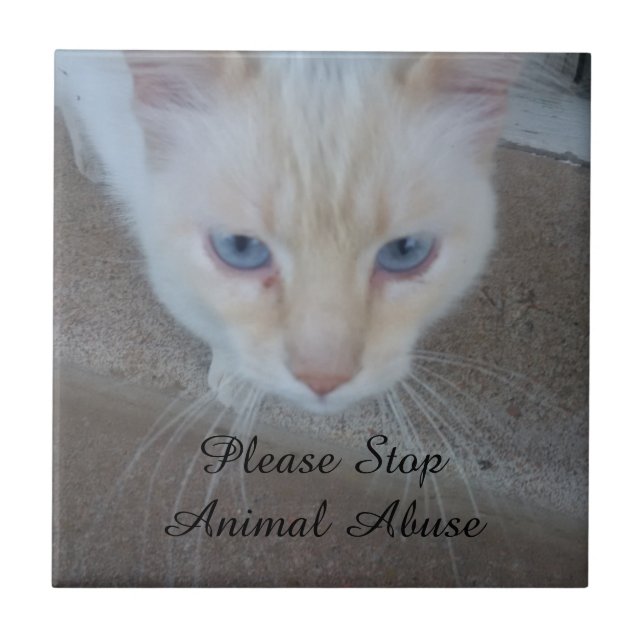 Azulejo de cerâmica para gatos (Frente)