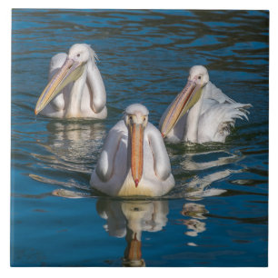azulejo de cerâmica Pelicanos