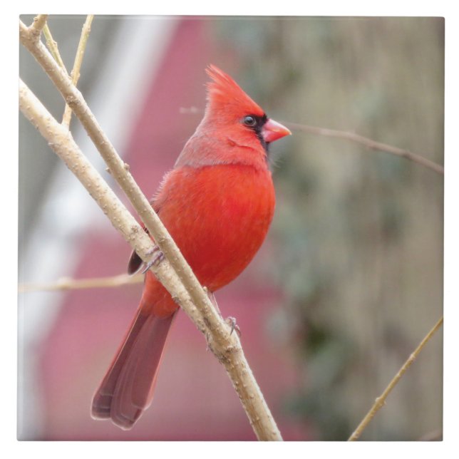 Azulejo de cerâmica Red Cardinal (Frente)