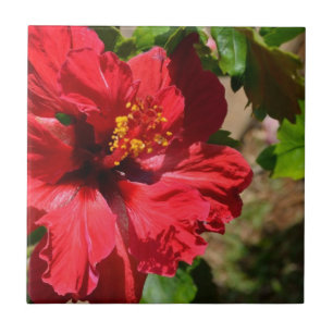 Azulejo de cerâmica Red Hibiscus