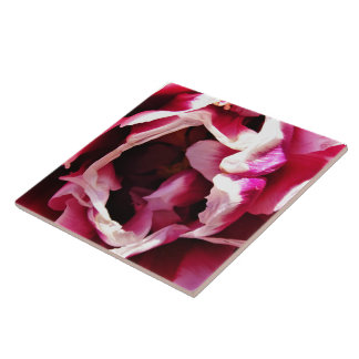 Azulejo de cerâmica rosa-rosa e branca
