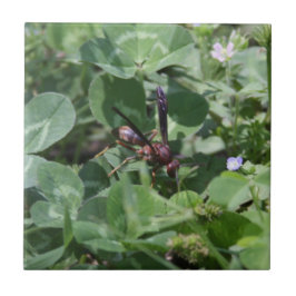 Azulejo de cerâmica Wasp