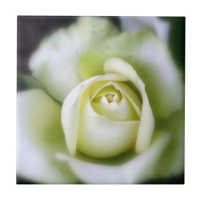 Azulejo de cerâmica White Rose Soft Focus (Frente)