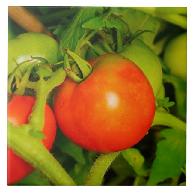 Azulejo de cora/Trivet da cozinha das belezas (Frente)