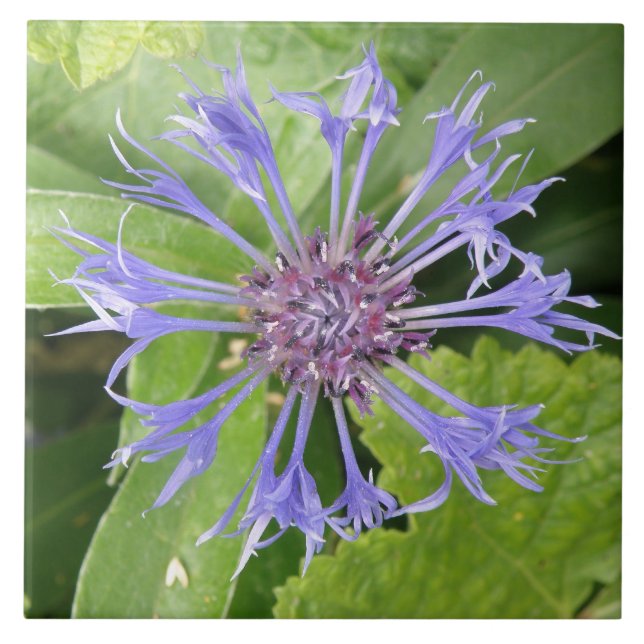 Azulejo de Cornflower azul (Frente)