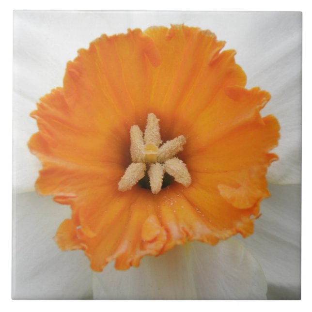 Azulejo de Daffodilo Branco (Frente)