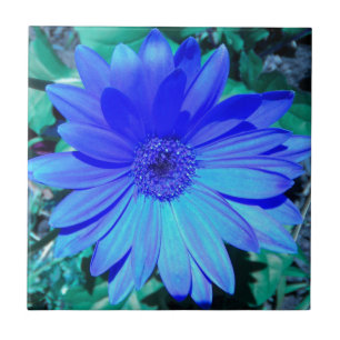 Azulejo de Daisy de Gerbera Azul