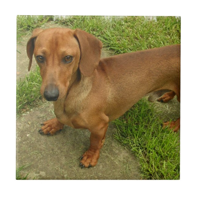 Azulejo de Daschund (Frente)