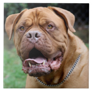 Azulejo de Dogue de Bordéus