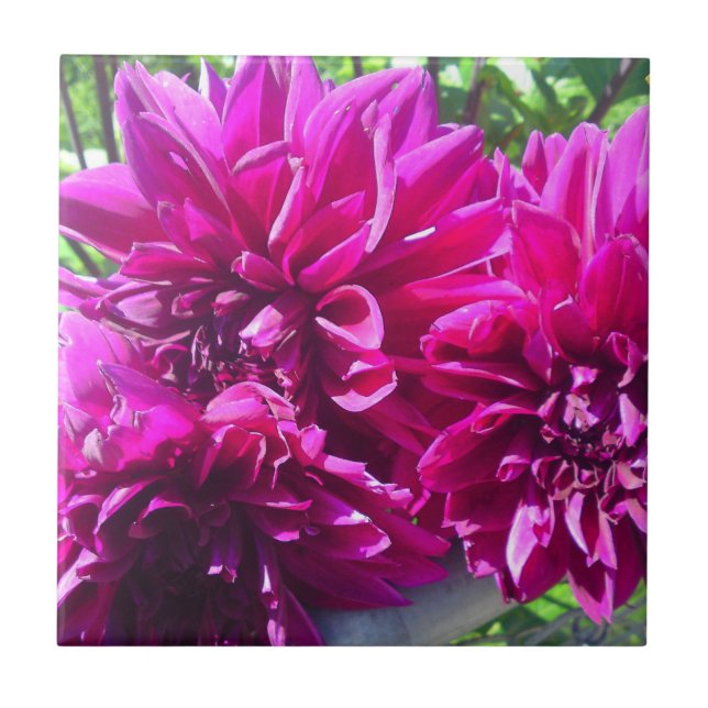 Azulejo de Flor de Dália Roxa (Frente)