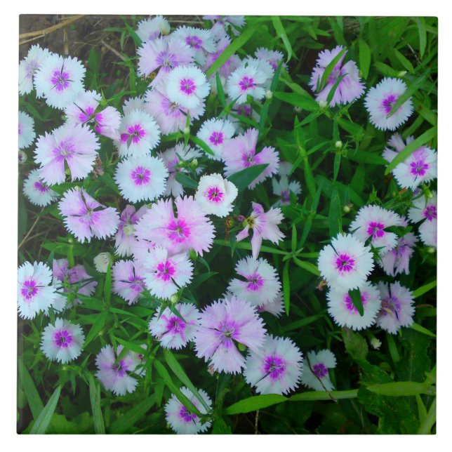 Azulejo de Flor de Dianthus Branca (Frente)