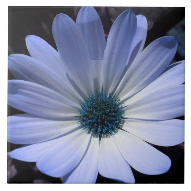 Azulejo de Flor de Margarida Azul (Frente)