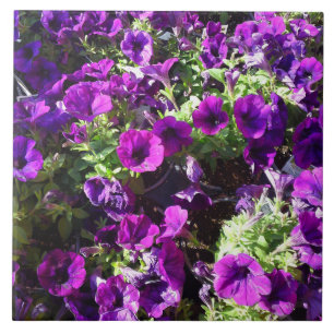 Azulejo de Flor de Petunia Roxo