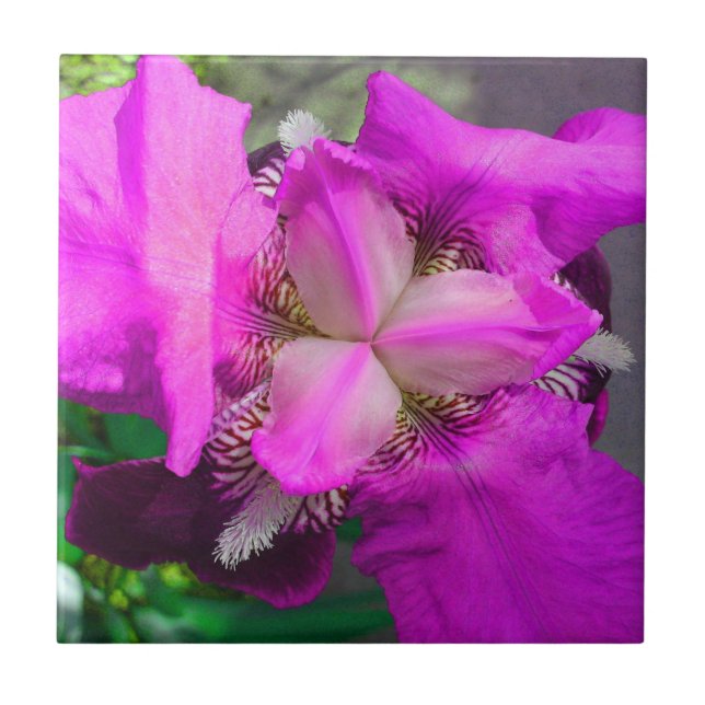 Azulejo de Flor Íris Rosa (Frente)